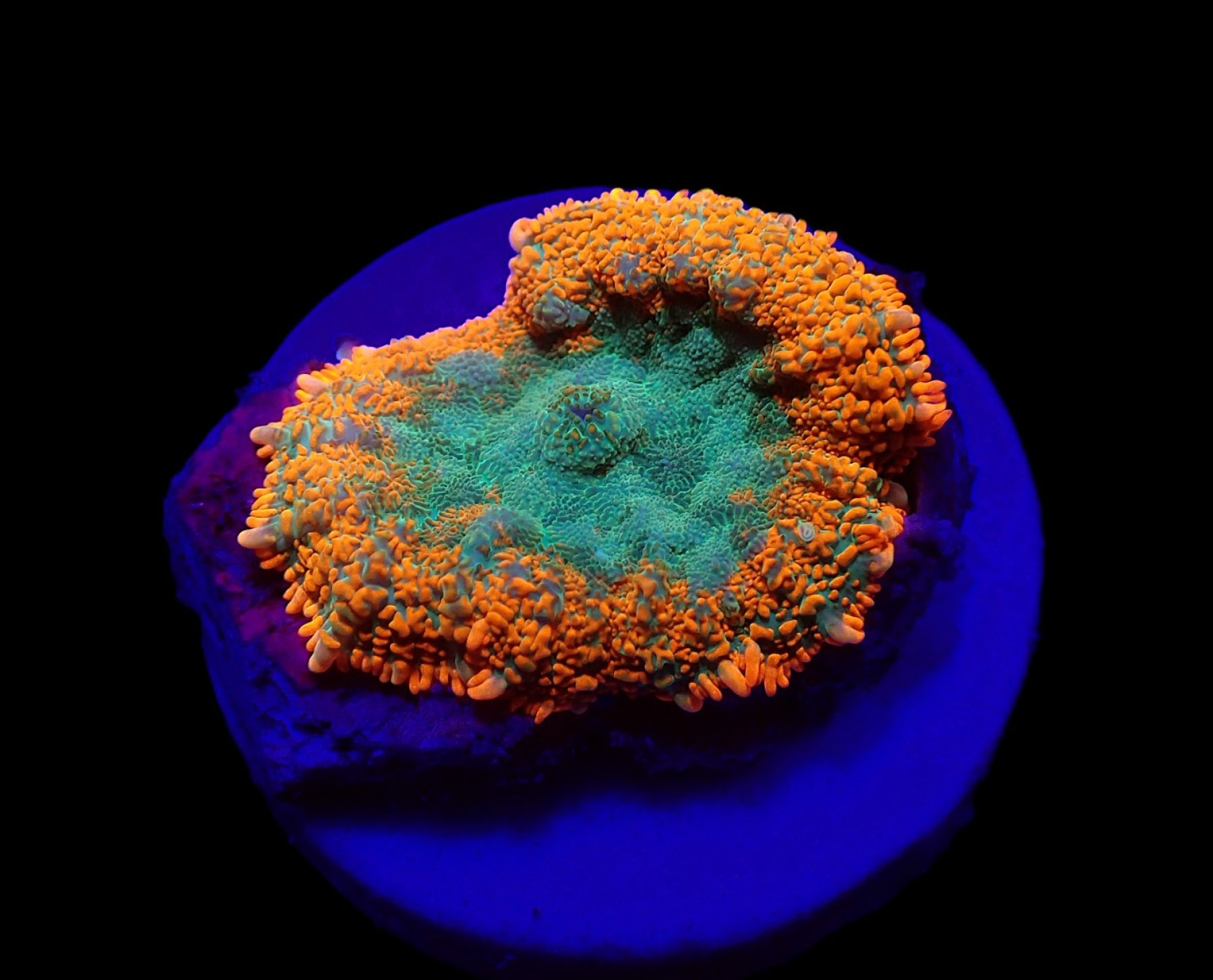 Rhodactis spp. (Orange) (Premium)